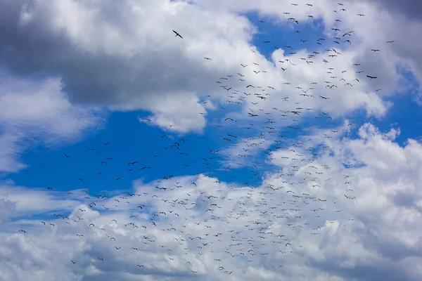 Asijský Openbill Stork Anastomus Oscitans Krásný Velký Pták Asijských Sladkých — Stock fotografie