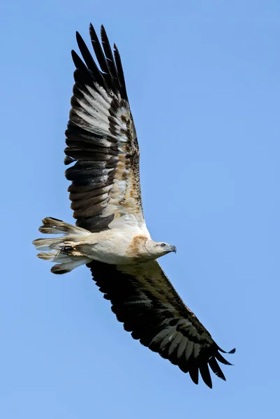 白腹鱼鹰 Haliaeetus Leucogaster 美丽的大鱼鹰飞行中 亚洲湿地和海岸 斯里兰卡 — 图库照片