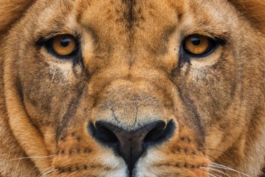 Katanga Aslanı - Panthera leo bleyenberghi, Afrika savanalarından ikonik hayvan, Kalahari, Botswana.
