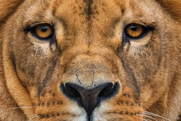 Katanga Lion Panthera Leo Bleyenberghi Icónico Animal Das Savanas Africanas — Fotografia de Stock