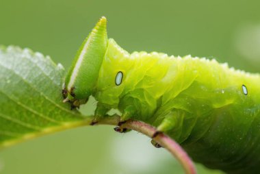 Apple Hawkmoth - Langia zenzeroides, Güneydoğu Asya ormanları ve ormanlarından güzel büyük atmaca güvesi, Tayland.