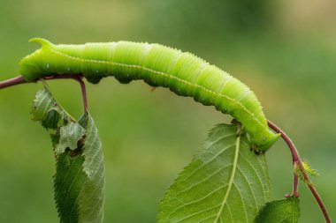 Apple Hawkmoth - Langia zenzeroides, Güneydoğu Asya ormanları ve ormanlarından güzel büyük atmaca güvesi, Tayland.