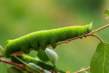 Apple Hawkmoth - Langia zenzeroides, Güneydoğu Asya ormanları ve ormanlarından güzel büyük atmaca güvesi, Tayland.