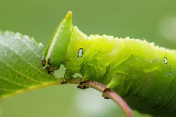 Apple Hawkmoth Langia Zenzeroides Gyönyörű Nagy Sólyom Moly Délkelet Ázsiai — Stock Fotó