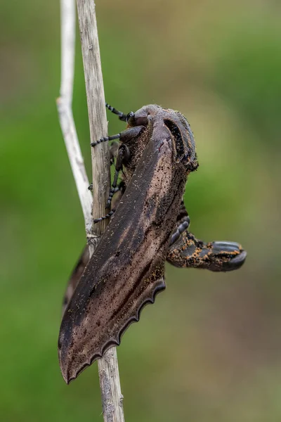 Apple Hawkmoth Langia Zenzeroides Krásná Velká Jestřábí Můra Jihovýchodoasijských Lesů — Stock fotografie