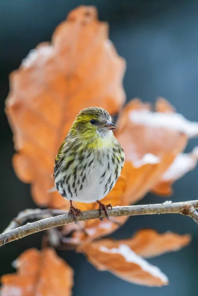 Eurasian Siskin Carduelis Spinus Beautiful Perching Bird European Forests Gardens — Stock Photo, Image