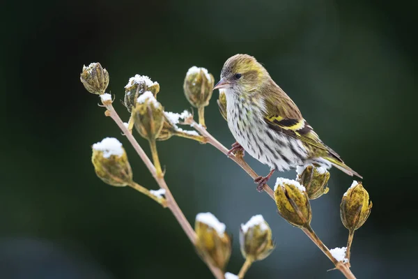 Евфрат Carduelis Spinus Красивая Пернатая Птица Европейских Фортов Садов Злин — стоковое фото