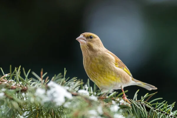 ヨーロッパのグリーンフィンチ クロリス ヨーロッパの庭園や森林から美しい通行人鳥 Zlin チェコ共和国 — ストック写真