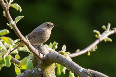 Yaygın Redstart - Phoenicurus phoenicurus, Avrupa bahçeleri ve ormanlık alanlardan gelip geçen güzel kuş, Zlin, Çek Cumhuriyeti.
