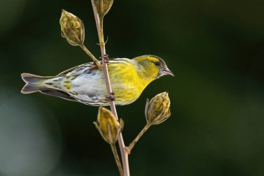 Avrasyalı Siskin - Carduelis spinus, Avrupa ormanlarından ve bahçelerinden güzel tüneyen kuş, Zlin, Çek Cumhuriyeti.