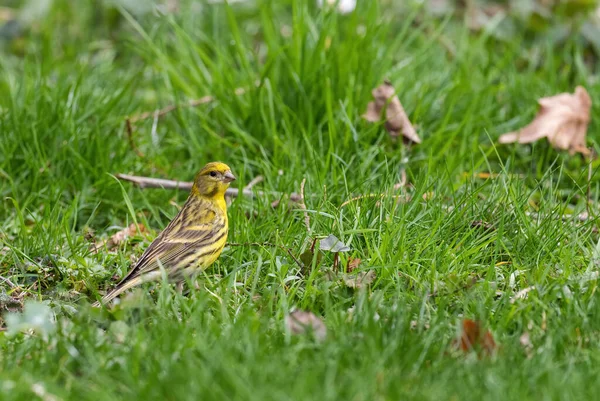 European Serin Serinus Serinus Vacker Förbipasserande Fågel Från Europeiska Trädgårdar — Stockfoto