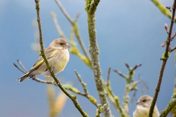 Grünfink Chloris Chloris Schöner Passantenvogel Aus Europäischen Gärten Und Wäldern — Stockfoto