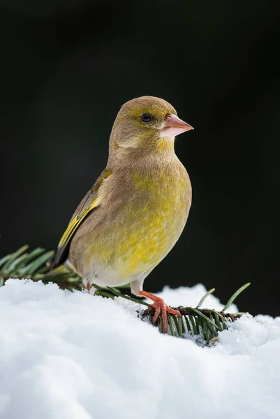 Grünfink Chloris Chloris Schöner Passantenvogel Aus Europäischen Gärten Und Wäldern — Stockfoto