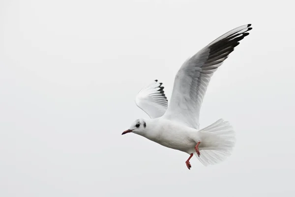 Gaivota Cabeça Preta Comum Chroicocephalus Ridibundus Gaivota Bonita Comum Águas — Fotografia de Stock