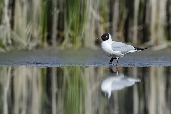 Gaviota Común Cabeza Negra Chroicocephalus Ridibundus Hermosa Gaviota Común Aguas — Foto de Stock