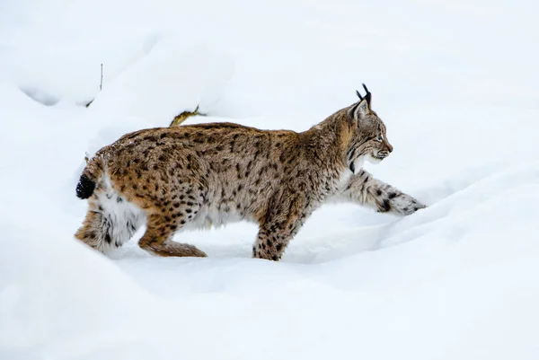 Eurasian Lynx Lynx Lynx Портрет Чудового Сором Язливого Кота Європейських — стокове фото