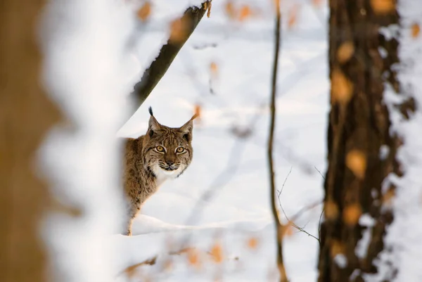 Eurasian Lynx Lynx Lynx Portrait Beautiful Shy Cat European Forests — Stock Photo, Image