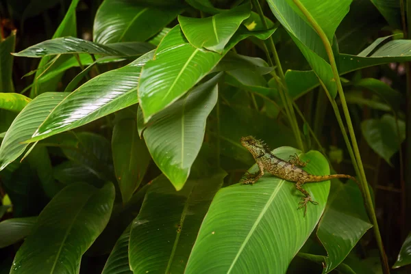 格雷的森林蜥蜴 来自泰国东南亚森林的美丽的彩色蜥蜴 — 图库照片