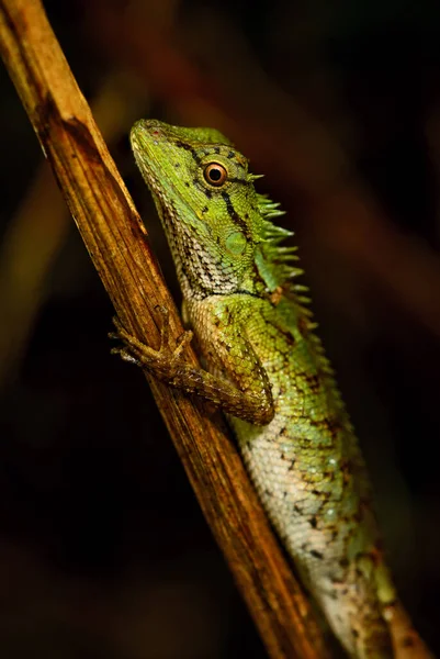 Emma Gray Forest Lizard Calotes Emma Beautiful Colored Lizard Souteast — стоковое фото