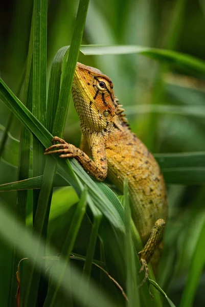 Emma Gray Forest Lizard Calotes Emma Mooie Gekleurde Hagedis Uit — Stockfoto