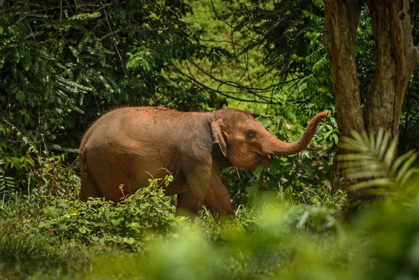 Elephas Maximus Молодий Азійський Слон Знаковий Ссавець Азії Таїланд — стокове фото
