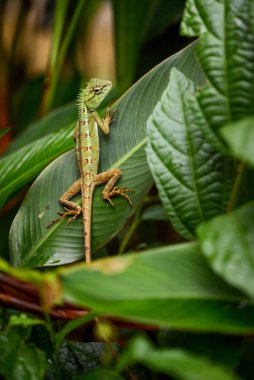 Emma Gray 'in Orman Kertenkelesi - Kalotes Emma, Güneydoğu Asya ormanlarından güzel renkli kertenkele, Tayland.