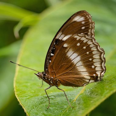 Eggfly - Hypolimnas bolina, Tayland 'da Asya ve Avustralya çalılarından ve ormanlarından güzel renkli kelebek.