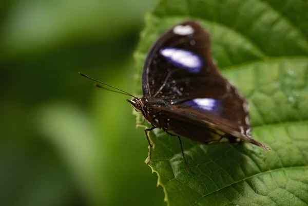 Common Eggfly Hypolimnas Bolina Krásný Barevný Motýl Asijských Australských Keřů — Stock fotografie