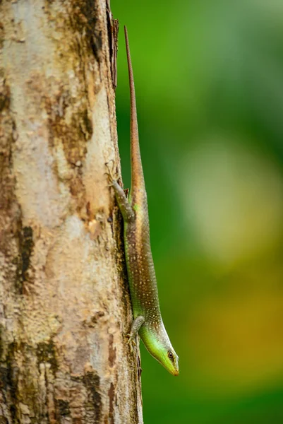 Olivenbaum Skink Dasia Olivacea Scheue Eidechse Aus Südasiatischen Wäldern Und — Stockfoto