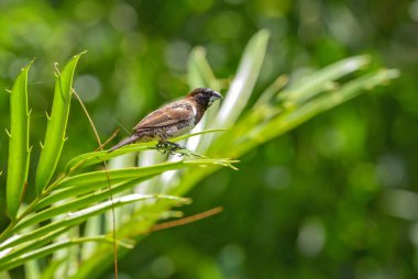 Bronz Münih - Lonchura cucullata, Afrika bahçelerinden ve çalılardan tüneyen güzel küçük kuş, Zanzibar, Tanzanya.