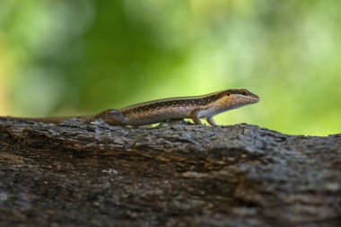 Afrika Çizgili Skink - Trachylepis striata, Afrika ormanlarından ve bahçelerinden güzel sıradan kertenkele, Zanzibar, Tanzanya.