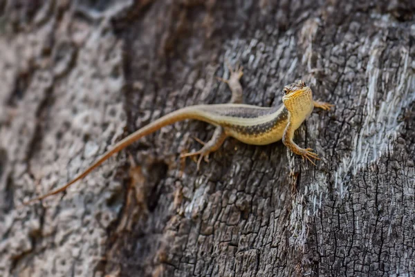 African Striped Skink Trachylepis Striata Beautiful Common Lizard African Woodlands — Stock Photo, Image