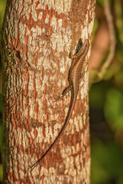 Benek dudaklı Skink - Mabuya maculilabris, Afrika ormanlarından ve bahçelerinden güzel sıradan kertenkele, Zanzibar, Tanzanya.