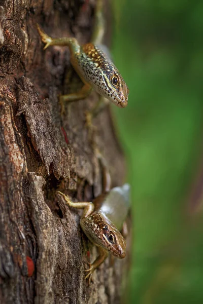 Speckle Lipped Skink Mabuya Maculilabris Beautiful Common Lizard African Woodlands — Stock Photo, Image