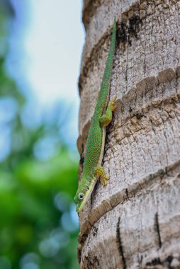 Zanzibar Günü kertenkelesi - Phelsuma dubia, Afrika ormanlarından ve bahçelerinden güzel yeşil kertenkele, Zanzibar, Tanzanya.