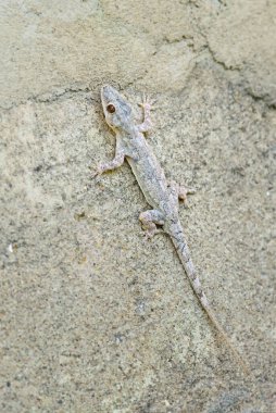 Afro-Amerikan Evi Gecko - Hemidactylus mabouia, Afrika evlerinden, ormanlardan ve bahçelerden güzel sıradan kertenkele, Zanzibar, Tanzanya.