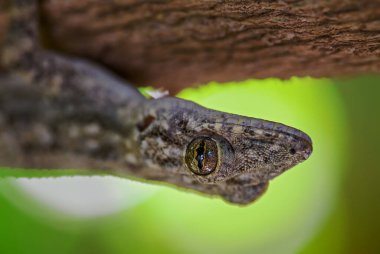 Afro-Amerikan Evi Gecko - Hemidactylus mabouia, Afrika evlerinden, ormanlardan ve bahçelerden güzel sıradan kertenkele, Zanzibar, Tanzanya.