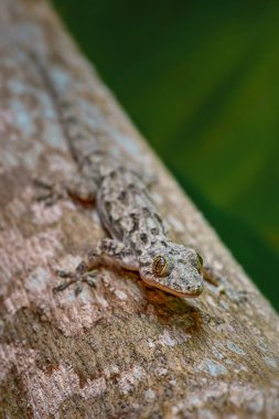 Afro-Amerikan Evi Gecko - Hemidactylus mabouia, Afrika evlerinden, ormanlardan ve bahçelerden güzel sıradan kertenkele, Zanzibar, Tanzanya.
