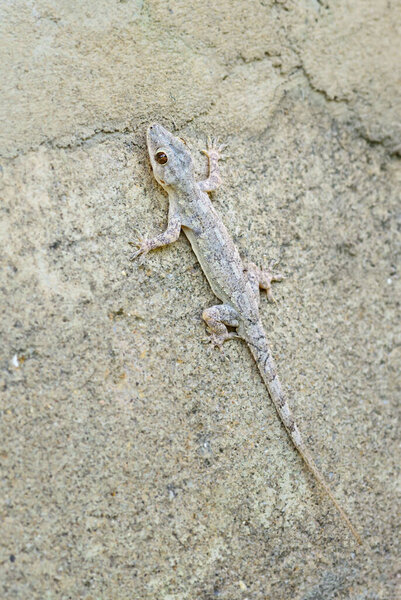 Afro-american House Gecko - Hemidactylus mabouia, beautiful common lizard from African houses, woodlands and gardens, Zanzibar, Tanzania.