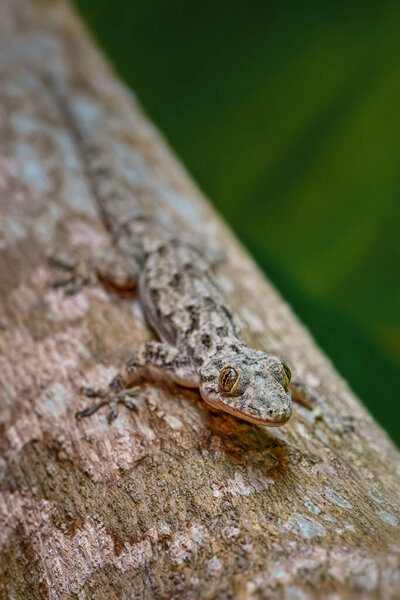 Afro-american House Gecko - Hemidactylus mabouia, beautiful common lizard from African houses, woodlands and gardens, Zanzibar, Tanzania.