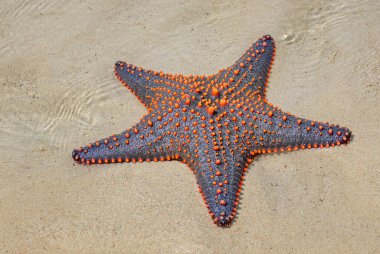 Çok renkli Denizyıldızı - Pentaceraster mammillatus, Afrika resifleri ve kıyılarından güzel büyük renkli seastar, Zanzibar, Tanzanya.