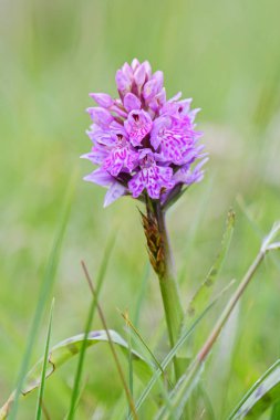 Benekli-Orkide - Dactylorhiza maculata, Kuzey Avrupa çayır ve bataklıklarından güzel renkli orkide, Shetlands, İskoçya, Birleşik Krallık.