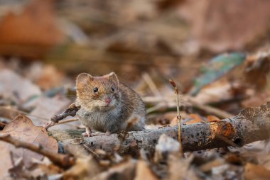 Ortak Vole - Mikrotus arvalis, Avrupa çayırları, çayırlar ve tarlalardan yaygın küçük kemirgen, Zlin, Çek Cumhuriyeti.