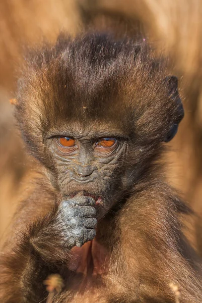 Gelada Baboon Theropithecus Gelada Hermoso Primate Tierra Las Montañas Simien — Foto de Stock