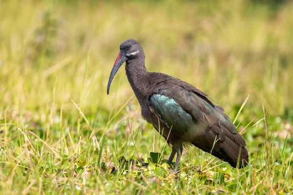 Hadada Ibis Bostrychia Hagedash Vackra Stora Ibis Från Afrikanska Savanner — Stockfoto