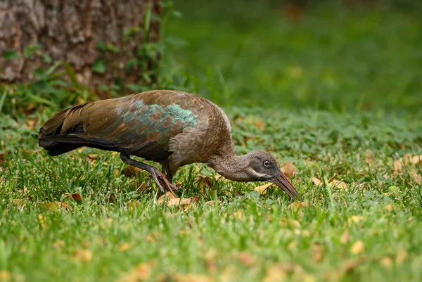 Hadada Ibis Bostrychia Hagedash Beautiful Large Ibis African Savannahs Bushes — Stock Photo, Image