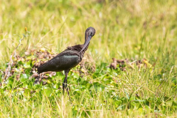 Glossy Ibis Plegadis Falcinellus Beautiful Bird Long Beak World Wide — Stock Photo, Image