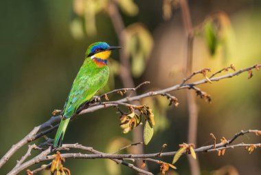Mavi göğüslü arı yiyici - Merops varegatus, Afrika ormanlarından, çalılardan ve ormanlarından güzel renkli arı yiyici, Ziway Gölü, Etiyopya.