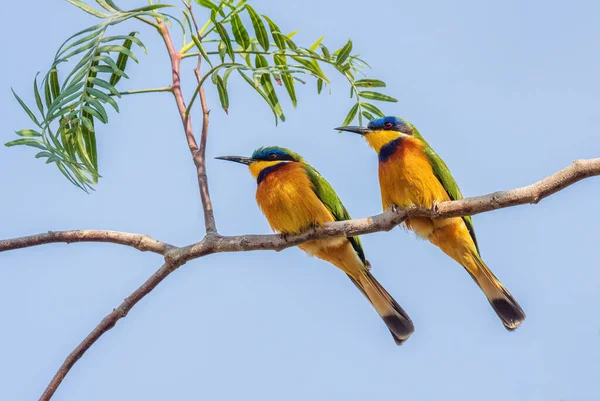 Mavi göğüslü arı yiyici - Merops varegatus, Afrika ormanlarından, çalılardan ve ormanlarından güzel renkli arı yiyici, Ziway Gölü, Etiyopya.