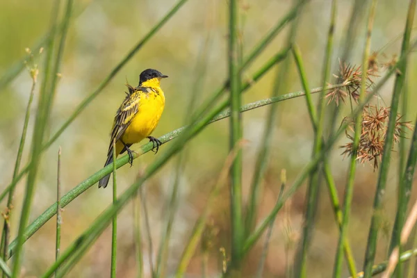 Western Yellow Wagtail Motacilla Flava Beautiful Yellow Perching Bird European — Stock Photo, Image